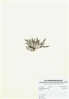 藏品(異枝軟骨凹頂藻)的圖片